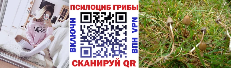 закладки  Острогожск  Галлюциногенные грибы Magic Shrooms 